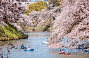 Japan Records Earliest Cherry Blossom Bloom in 1,200 Years