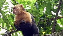 Monkeys eat coconuts on trees 2021