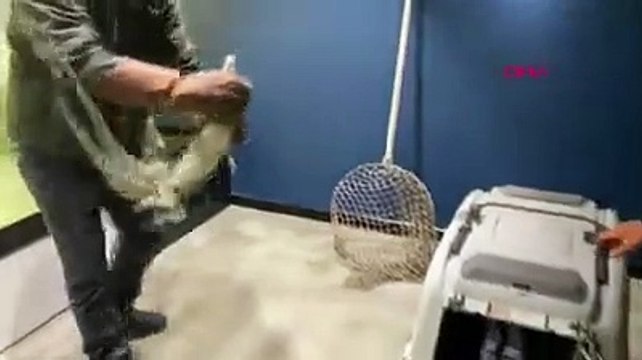 Adana'da çiftlik evinde beslenen timsaha el konuldu