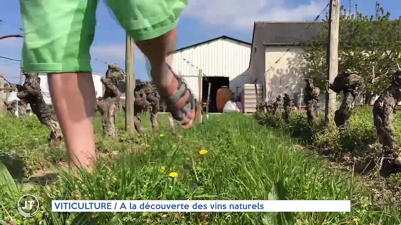 VITICULTURE / A la découverte des vins naturels