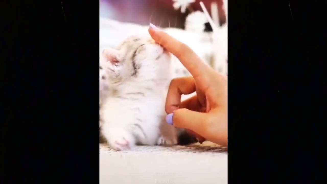 Cute And Funny Pets  Try Not To Laugh To These Pets Compilation #14 Cutest Lands