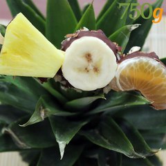 Sucettes de fruits d'hiver