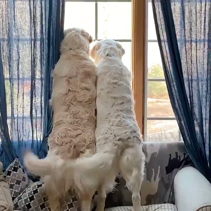 Synchronized Tail Wagging