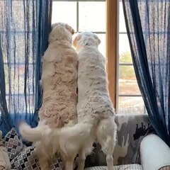 Synchronized Tail Wagging