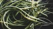 What Are Garlic Scapes and How Do You Use Them?