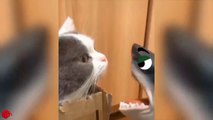 10 Things Cats Hate _ Funny Pet Videos 2021 _Funny Pets Life