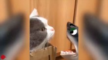 10 Things Cats Hate _ Funny Pet Videos 2021 _Funny Pets Life