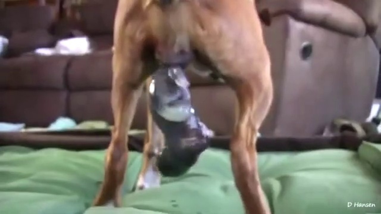 Dogs has amazing birth while standing!!