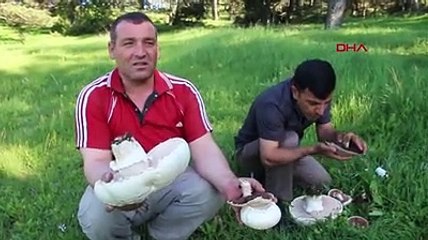 Dev mantarlar şaşırtıyor