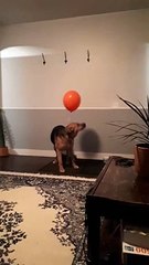 Balloon Confuses Dog