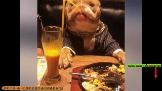 Funny Dog Video 2021 (#26) Laugh out loud with Pets & Entertainment Videos (Tiktok collection) (1)