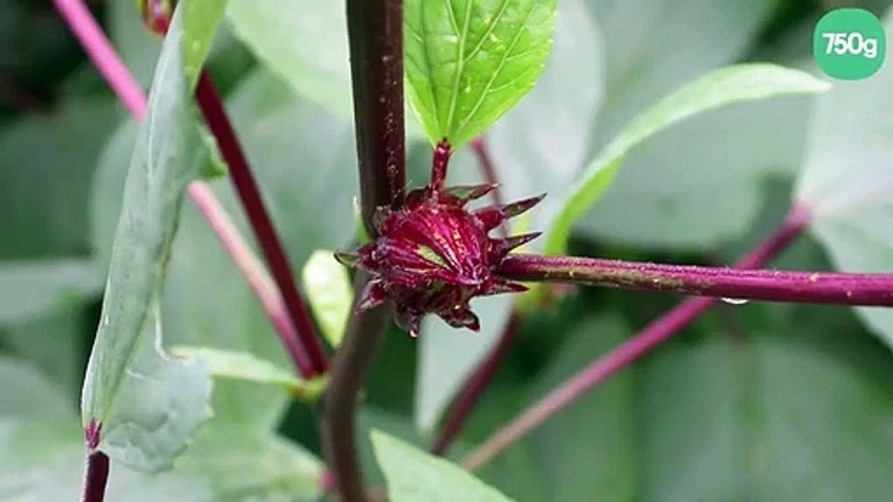 Jus de Bissap tonique et rafraichissant