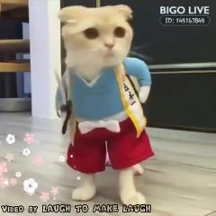 Best cat funny whatsapp status videos __ cat video(720P_HD)