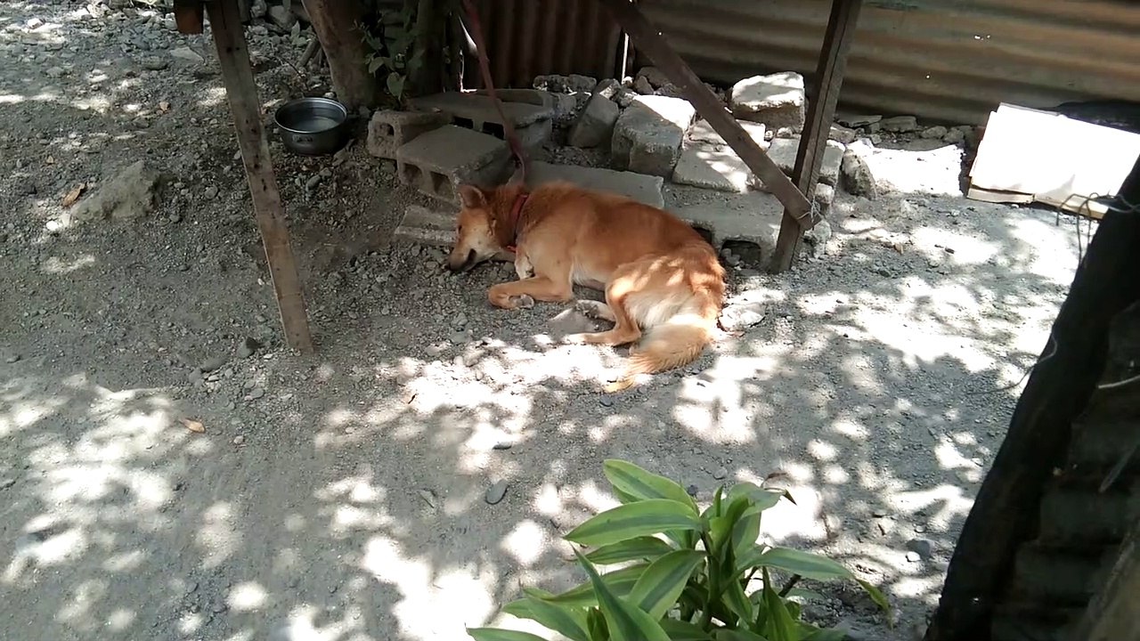 my dog is sleeping while it so loud outside