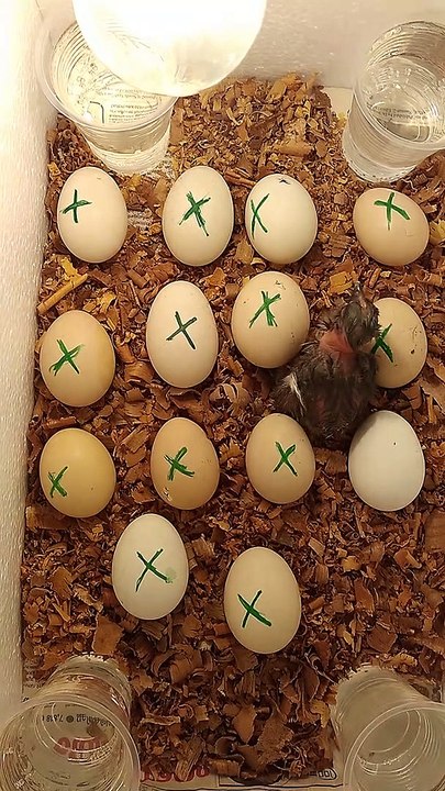 incubater hen chick