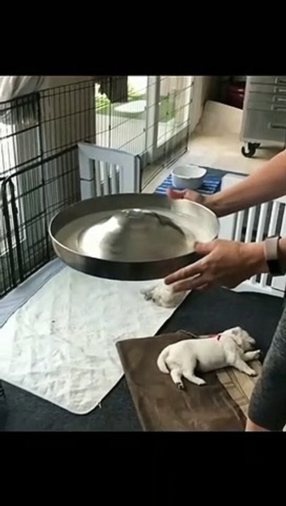 Cut labrador Dogs ❤