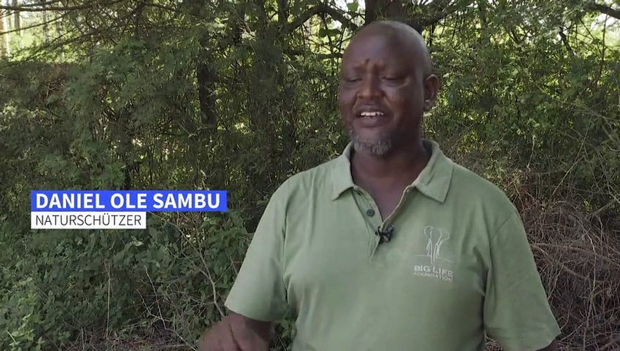 Weltweiter Hunger auf Avocados bringt Kenias Elefanten in Bedrängnis