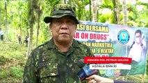 BNN Musnahkan 9 Hektare Ladang Ganja di Aceh
