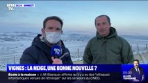Quelles conséquences de la neige tombée sur les vignes dans le Jura ?