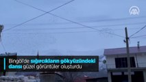 Bingöl'de sığırcıkların gökyüzündeki dansı güzel görüntüler oluşturdu