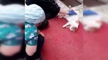 Doğum sancısı çeken kedi diş kliniğine gelerek doğum yaptı