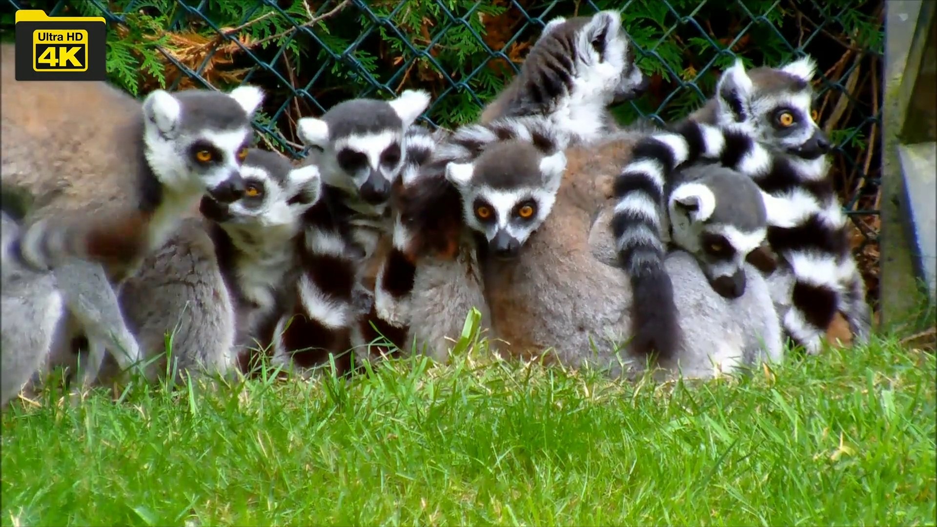 4k Video/ 4K video Sleeping Lemurs