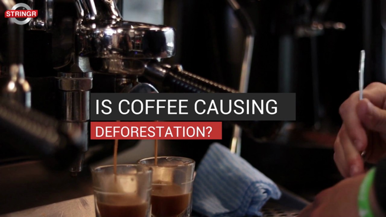 Is Coffee Causing Deforestation?