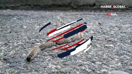 78 tırtıl ip gibi dizildi, görenler 'yılan' zannetti