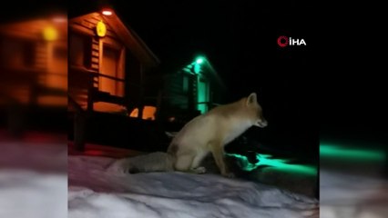 Her gece evine gelen tilkiyi peynirle besliyor