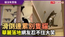 滑倒連累其他貓！落地畫面太精采 網友忍不住大笑