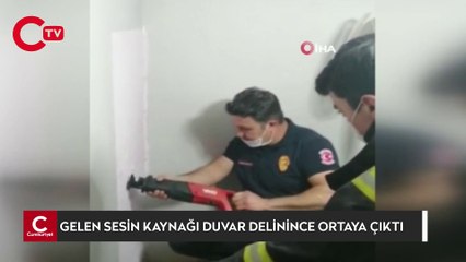 Gelen sesin kaynağı duvar delinince ortaya çıktı