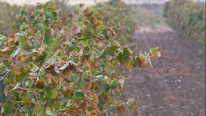 El  origen  de la D.O. Valdepeñas