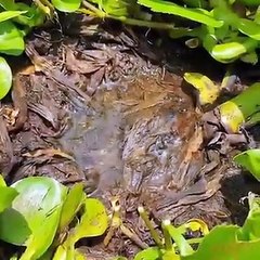 Monster Fish laying Eggs