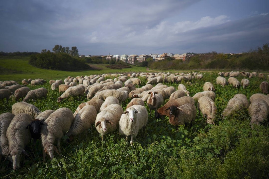 Argenteuil : des moutons caillassés et le projet d’éco-pâturage stoppé