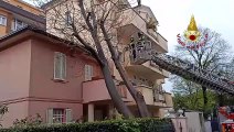 Rimini - Forte vento, albero crolla su edificio (07.04.21)