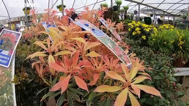 Идеальный шторм в английском саду