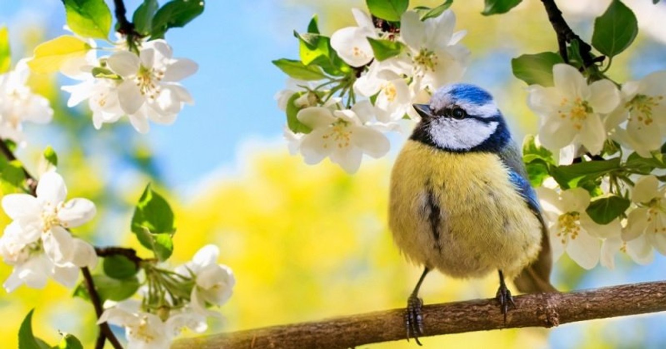 Les sons de la nature ont des effets bénéfiques sur notre santé et notre intelligence