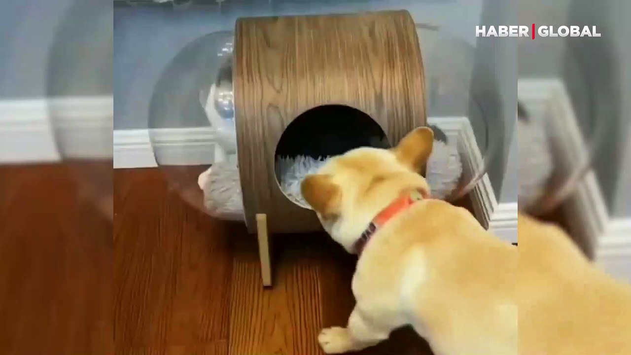 Kendi evinde misafir gibi kalan kedinin dramı