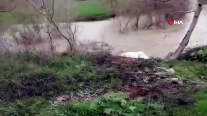 Göksu nehri taştı, tarım arazileri su altında kaldı