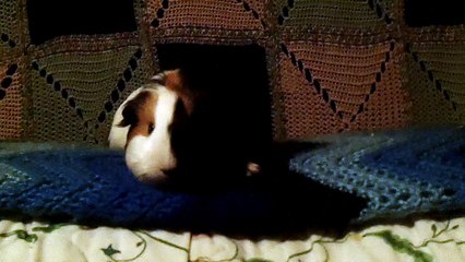 CAVIA PORCELLUS TURMERIC 102_4009