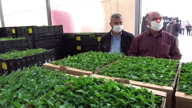 330 bin ‘Hayriye Biberi’ fidesi çiftçilere dağıtıldı