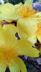 Yellow flower video is very beautiful with music 2021