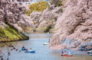 Japón: la floración de cerezos más temprana en 1,200 años