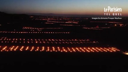 Bourgogne: des milliers de feux pour protéger les vignes du froid