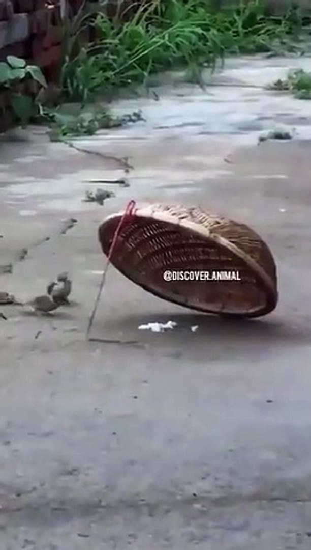 Best videos, Top videos, Viral videos Funny videos no. 44
