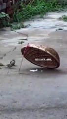 Best videos, Top videos, Viral videos Funny videos no. 44