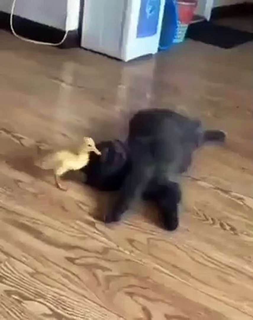 Best videos, Top videos, Viral videos Funny videos no. 46