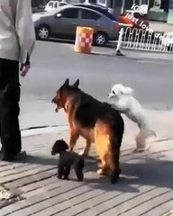 Best videos, Top videos, Viral videos Funny videos no. 50