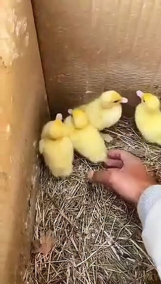 Best videos, Top videos, Viral videos Funny videos no. 52