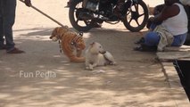 Fake Big Tiger Prank Dog So Funny Can Not Stop Laugh Must Watch New Funny Prank Video 2021
